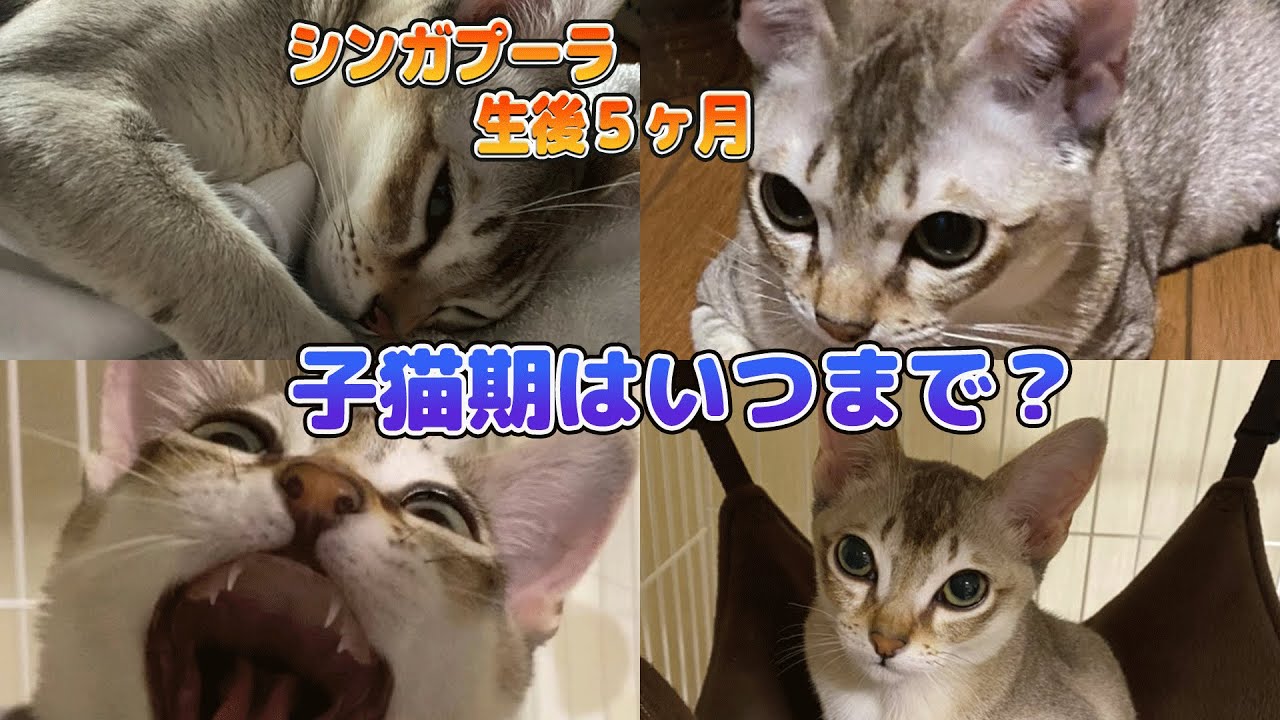 【シンガプーラ】生後5ヶ月！子猫期はいつまで？可愛過ぎて閲覧注意！#cat #kitten #ペットショップ #子猫 #pets #animals