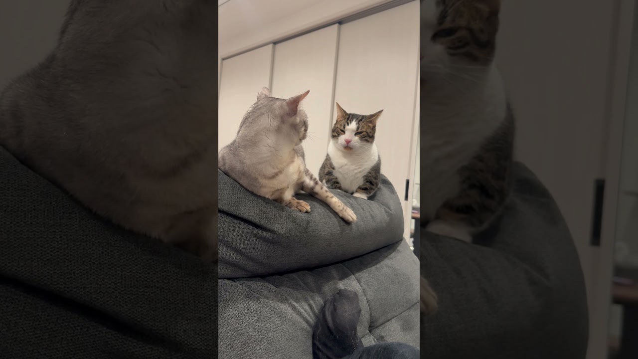 この猫が喧嘩で覇気を放ちます