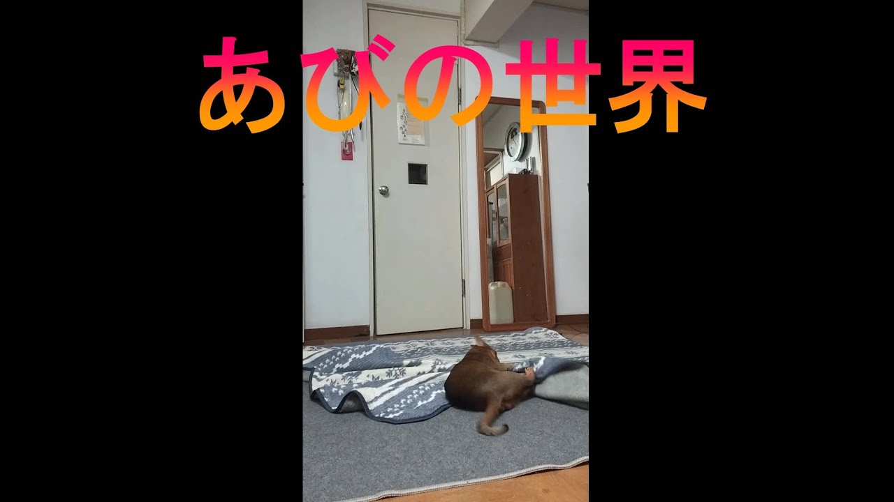 ネコ動画あび＃2558　あびの毎日　アビシニアン　あび