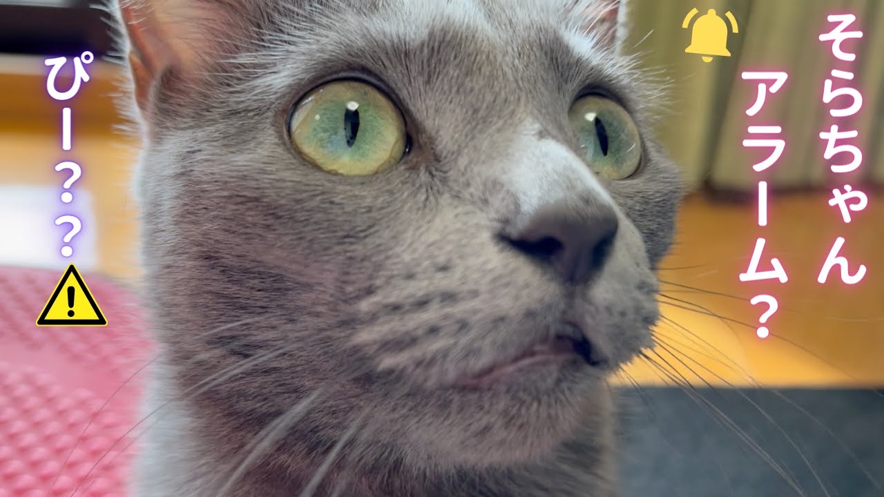 説明しよう❗️そらちゃんアラームとは・・（ロシアンブルー）