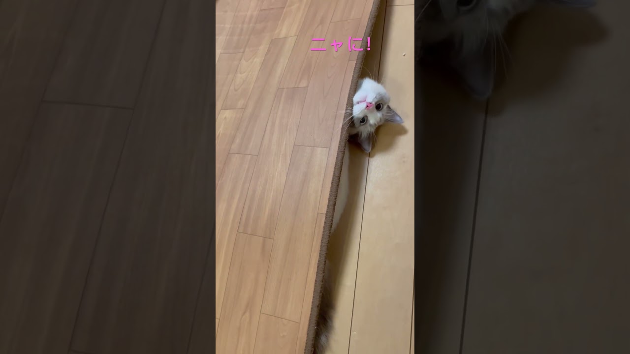 床と一体化する猫 #pecotv #ねこ #ラグドール #猫