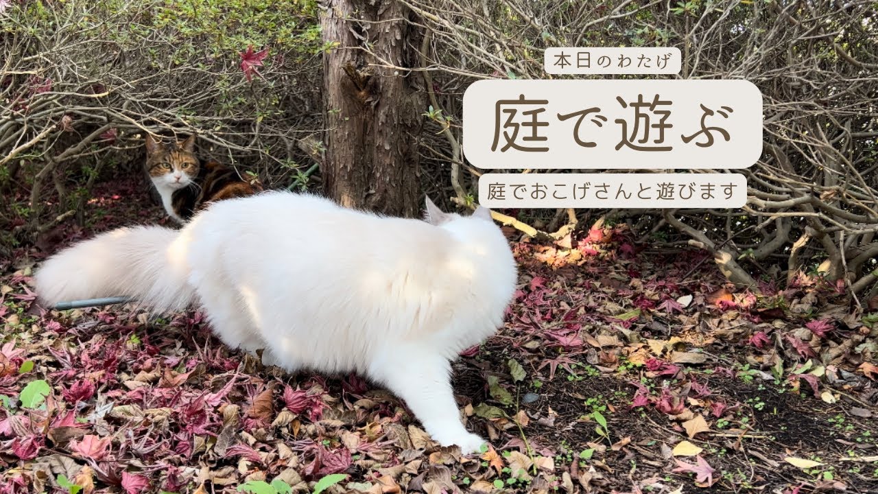 【ラグドールのわたげ】庭で遊ぶ猫