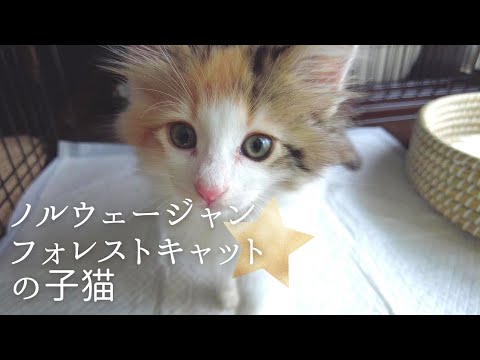 ★ノルウェージャンフォレストキャットの子猫をお迎え★