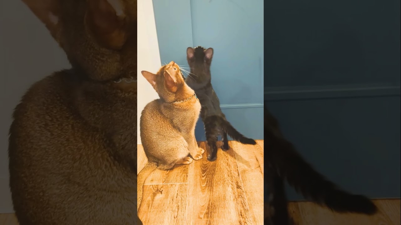 のあぴこ飛ぶ #アビシニアン #ベンガル #cat #子猫 #猫 #shorts  #爆笑