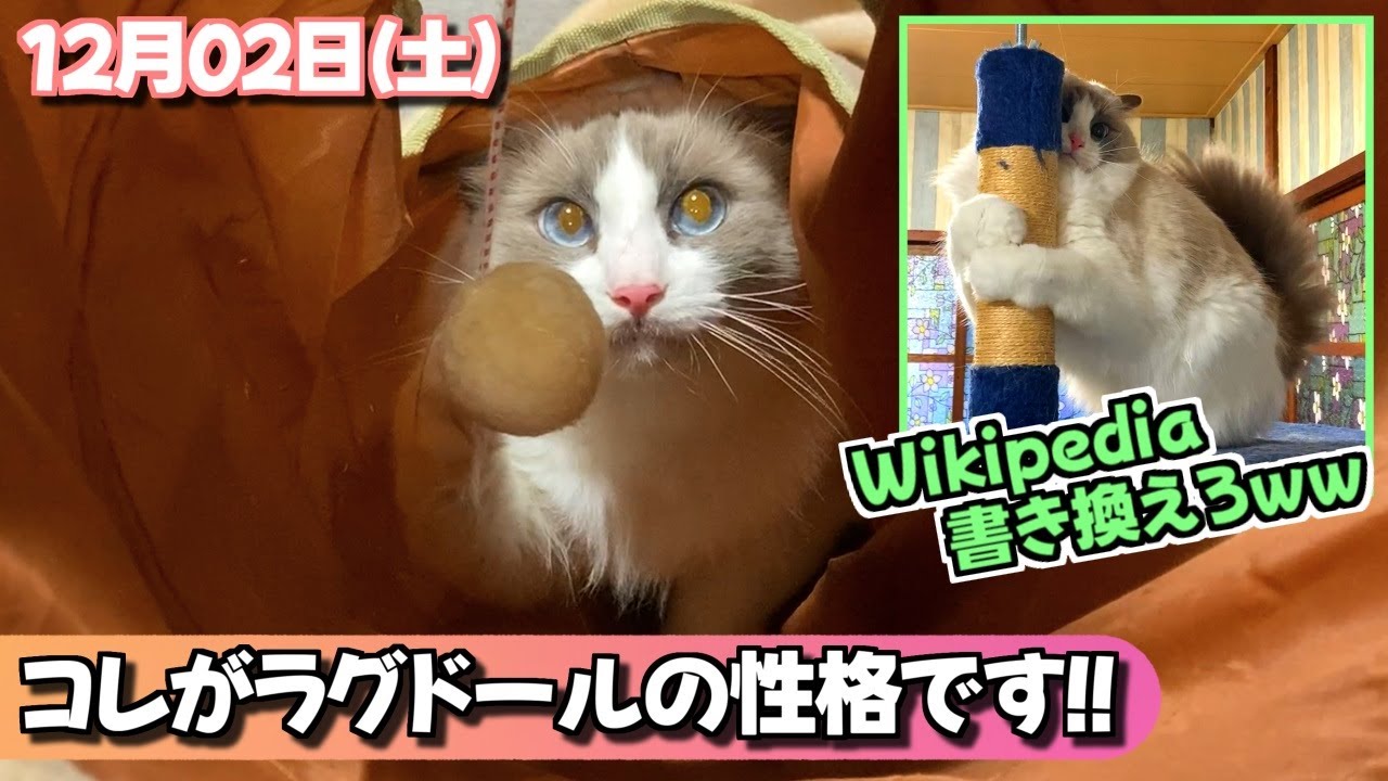 本性を現したラグドールの性格！！いつも通りなんやけどねｗｗｗ【12月02日・いのりちゃん日記】
