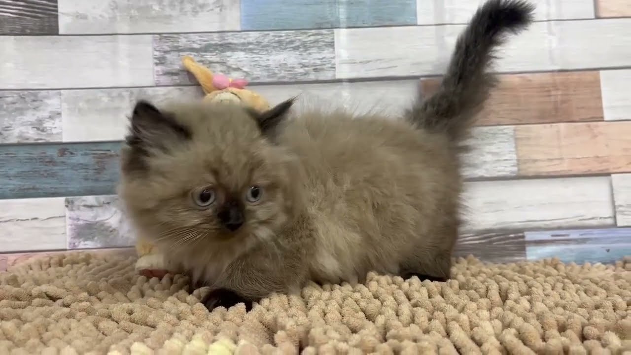 ヒマラヤン　♂ 9/29