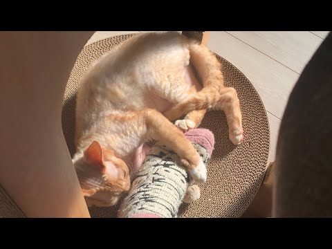 日向ぼっこ中のデボンレックス兄と遊びました(Playing with Devon rex cat basking in the sun)
