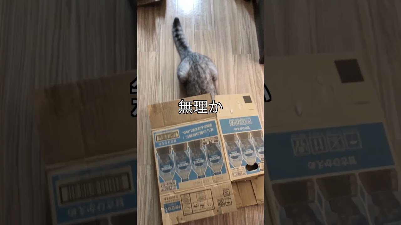 ダンボール捨てたいだけなんです！ #shorts #スコティッシュフォールド #ソマリ  #にゃんこ #ねこ  #スコ