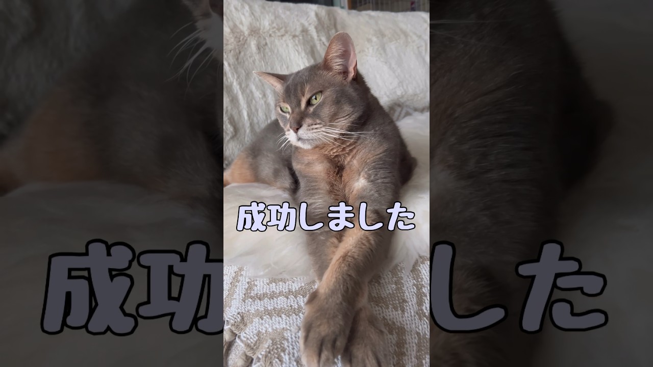 前足のクロスからのクロス映像 #shorts #cat #アビシニアン #猫 #猫動画 #ねこ