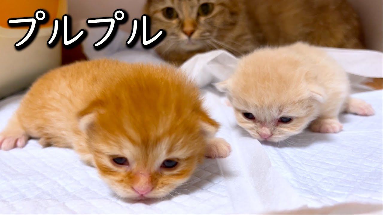 【マンチカンの子猫】プルプルの赤ちゃん達がフルフルしてる件 ∼猫のいる生活Vol.850~ 出産動画 マンチカン短足・ミヌエット・ペルシャ猫専門ブリーダー『ペット蔵人』【子猫の成長記録】