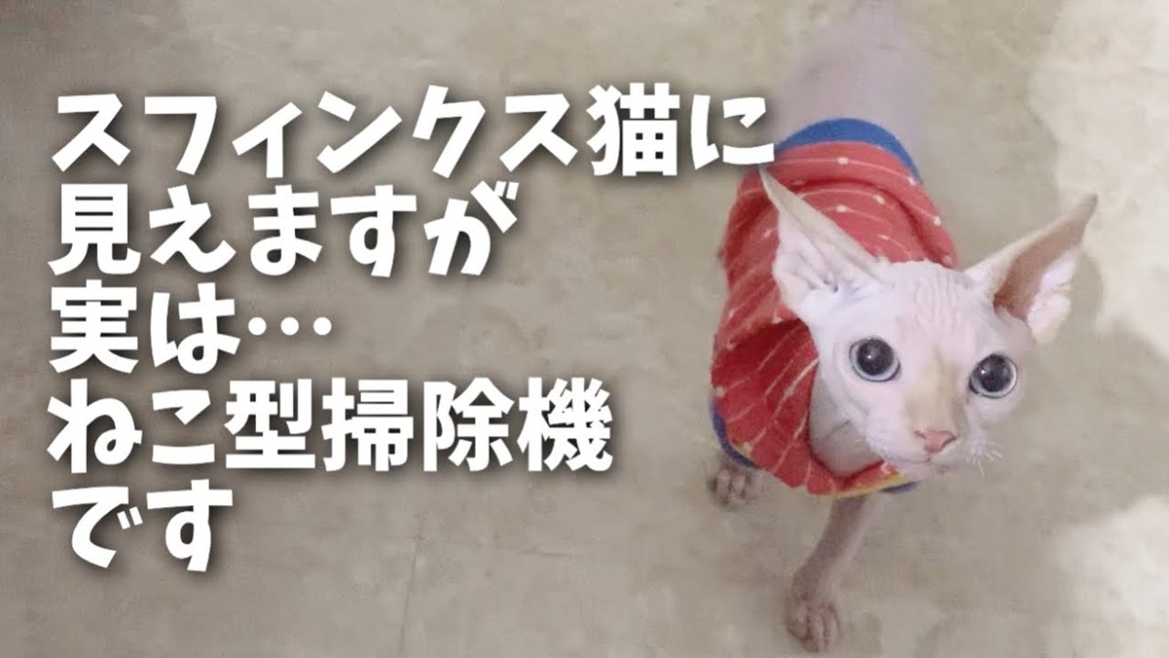 スフィンクスの子猫時代の異様な食いっぷりを見てほしい…