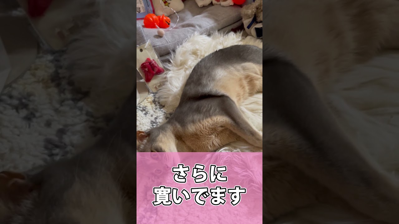 羨ましくなるくらい寛ぐうちの猫さん #shorts #猫 #アビシニアン