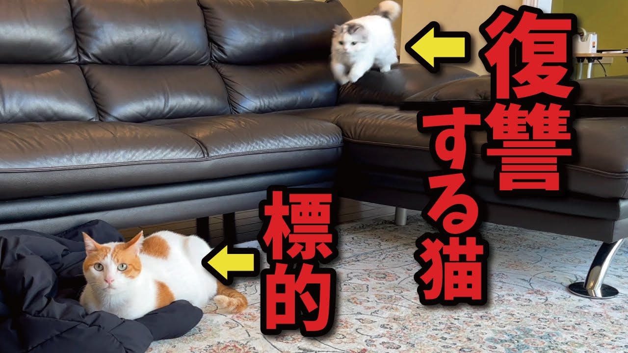 理不尽すぎる暴力についに後輩猫がブチ切れました…！【関西弁でしゃべる猫】【猫アテレコ】