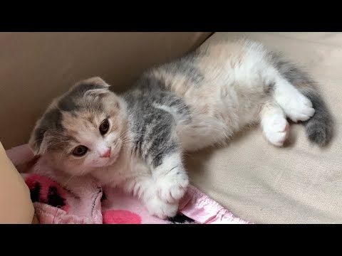 電池切れの子猫を発見しました！【短足マンチカン】