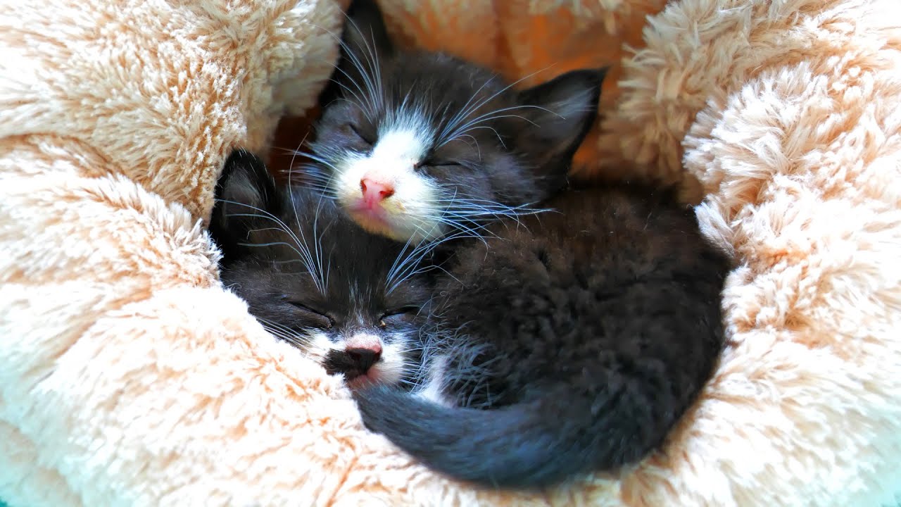 ダイソーの寝袋で重なり合って眠る仲良し子猫姉妹💕【道路のずぶ濡れ子猫保護4日目】