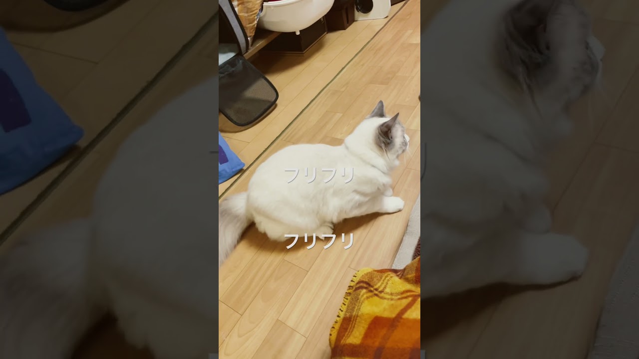 なんとも可愛い瞬間#pecotv #ねこ #ラグドール