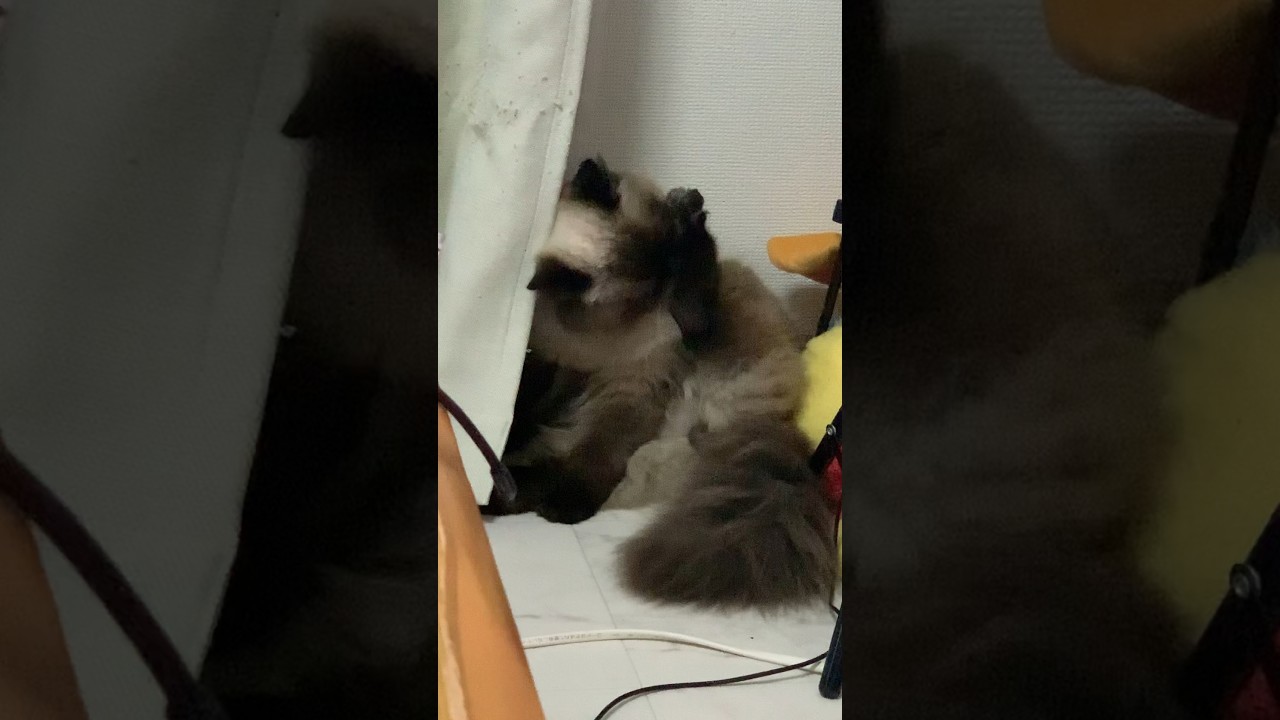 足の裏痒ーい！！！ #猫 #ヒマラヤン #猫のいる生活 #猫のいる暮らし #shorts
