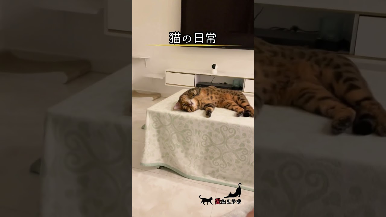 猫の伸びは… #shorts #cat #ねこ #ベンガル猫 #シルバーベンガル猫 #猫名言