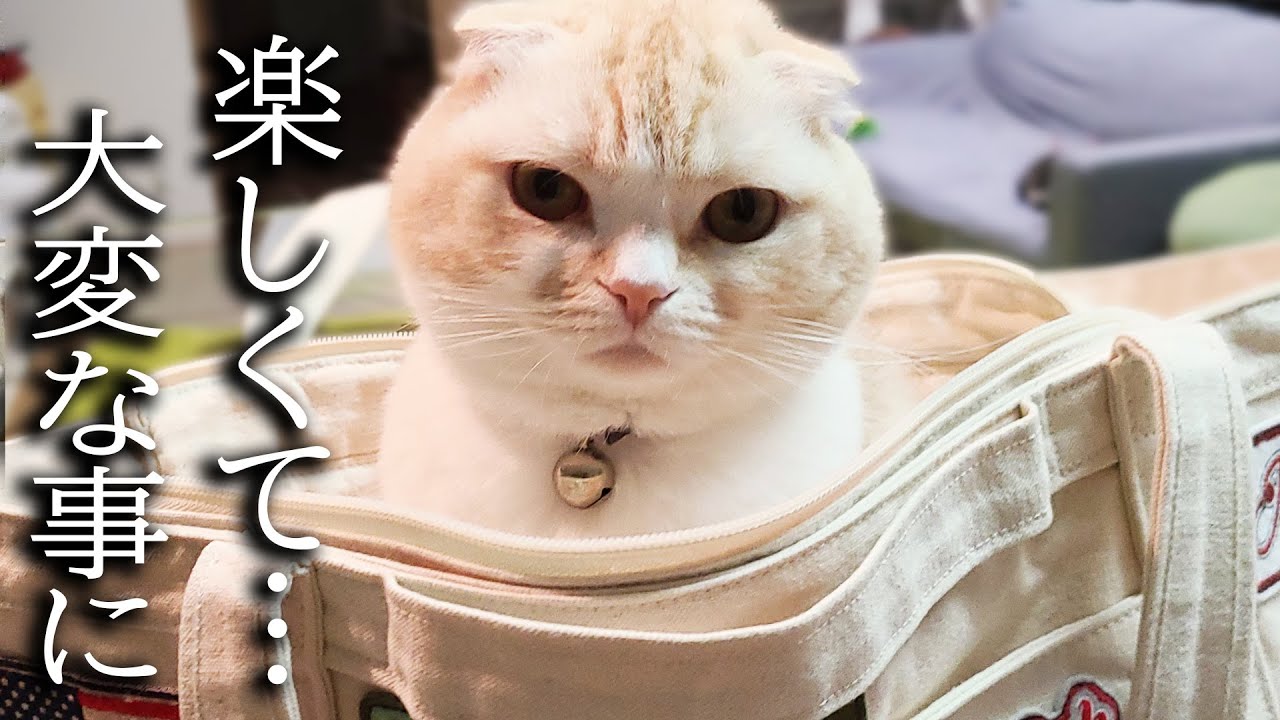 初めてクリスマスのイルミネーションをみた猫と犬がこうなりました...