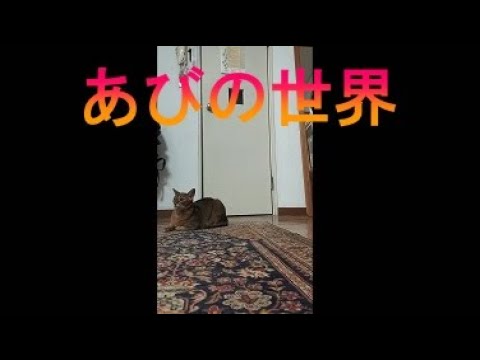 ネコ動画あび＃2447　あびの毎日　アビシニアン　あび
