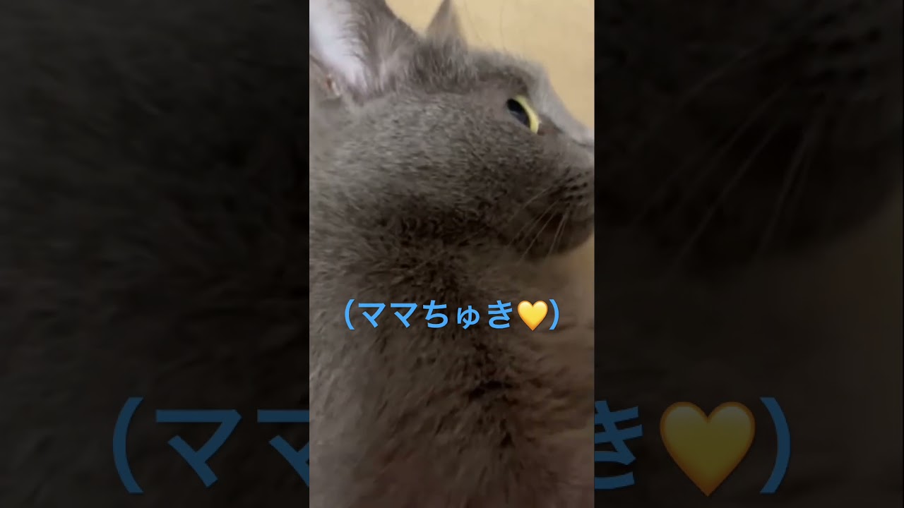 ねぇママの事どう思ってるの？🧡（ロシアンブルー）#shorts