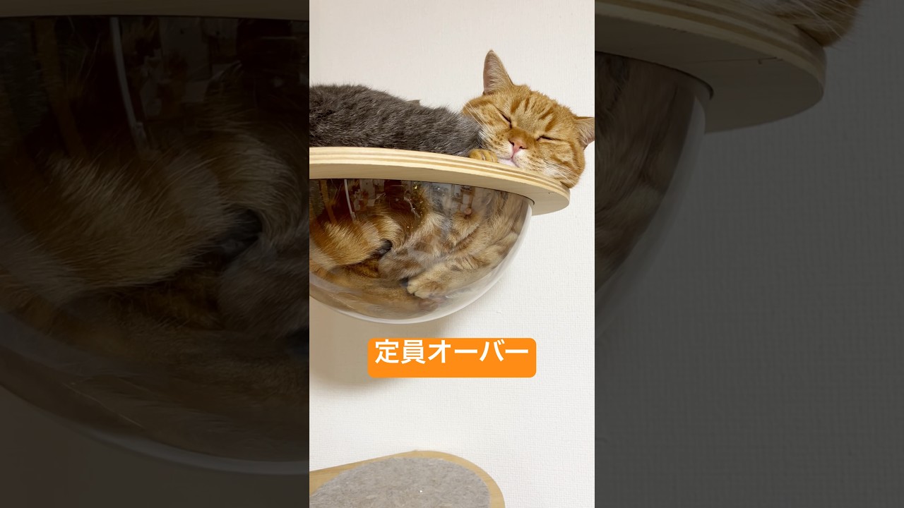 定員オーバー #猫 #マンチカン #shorts