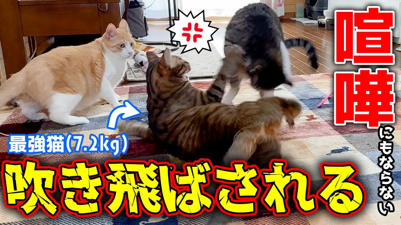 最強の猫に喧嘩を売ってしまい実家の猫が吹き飛ばされてしまいました…