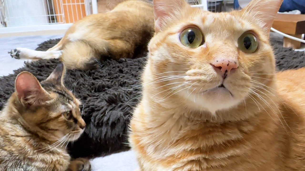 子猫に愛情表現が伝わらなかった兄茶トラ猫の驚きの表情はこちらです…笑