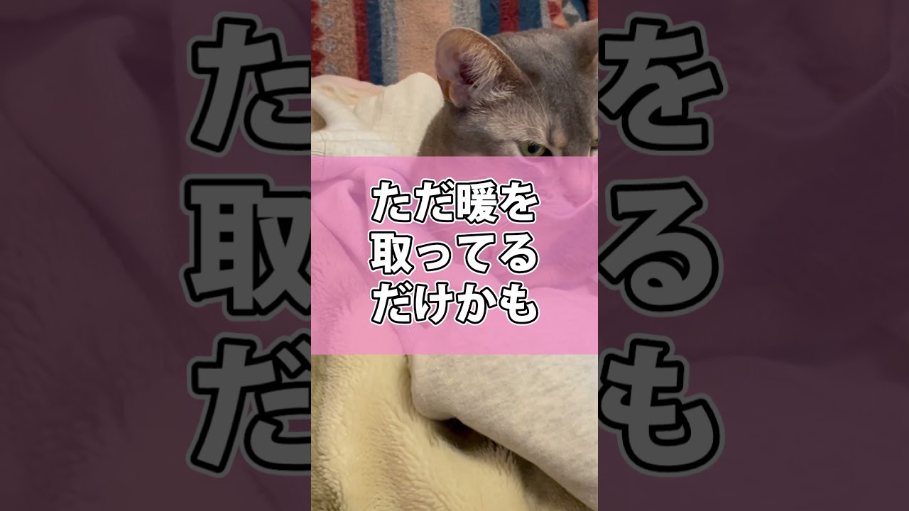 主のトレーナーが大好きな猫さん #shorts #猫 #アビシニアン