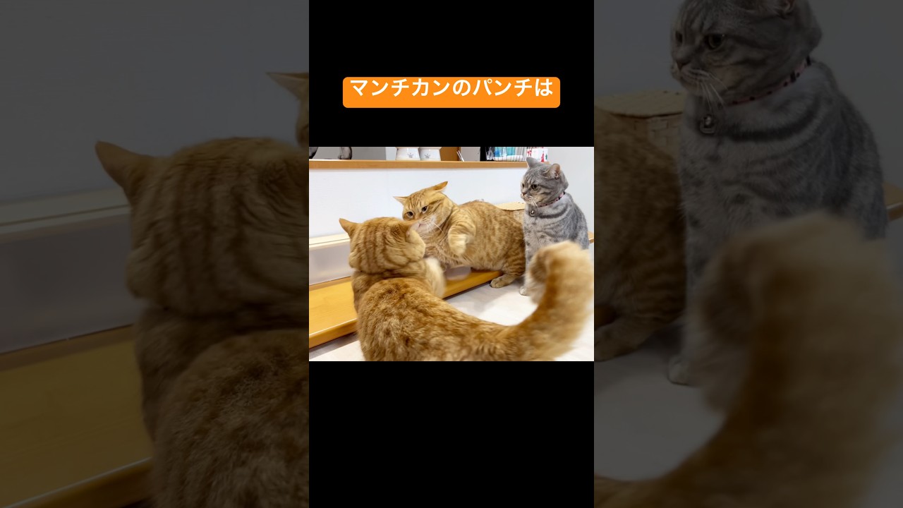 マンチカンのパンチは年末ジャンボ並みに当たらない #猫 #マンチカン #shorts