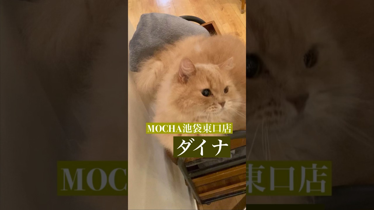 🐱ダイナ🐱　(スクーカム♀)　#猫カフェモカラウンジ 池袋東口店　2023/8/1撮影　#cat　#ねこ 　#にゃんこ　#ねこカフェ