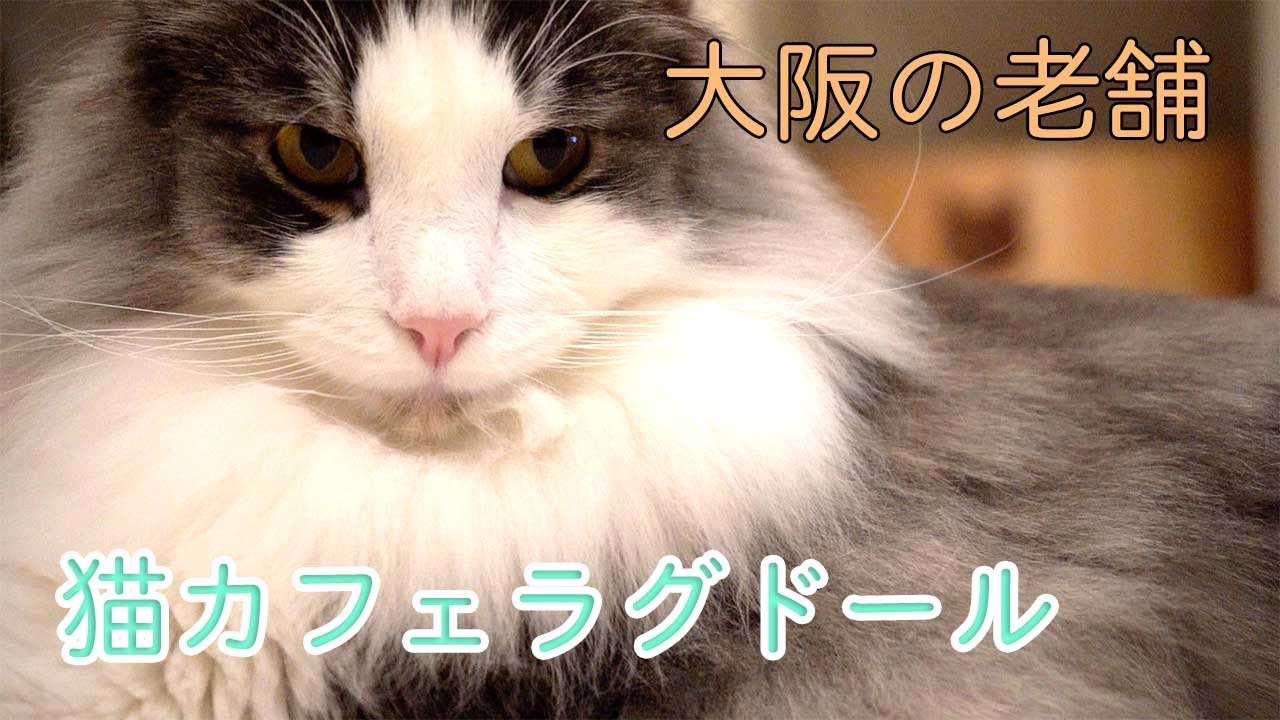 大阪の老舗猫カフェ「ラグドール」さんに遊びに行ってきました！