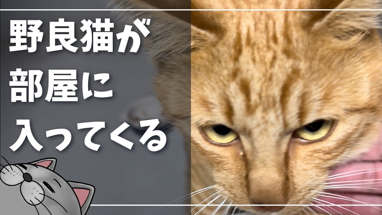 毎日遊びに来る野良猫が可愛すぎる【ロシアンブルー】NNN