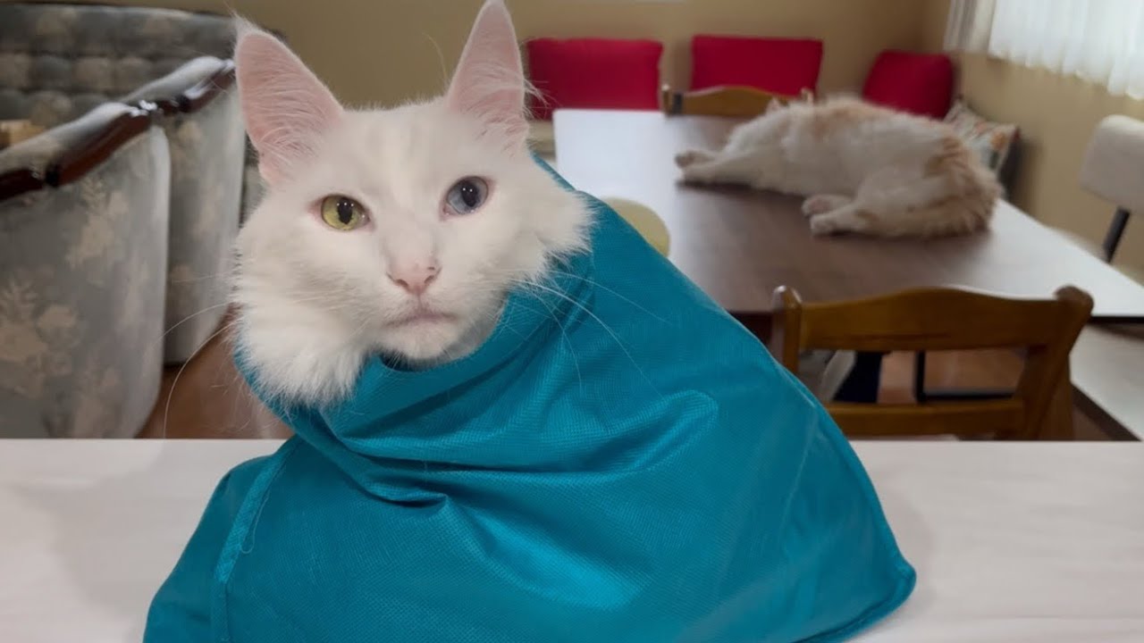 【ギャップ】いつもはクールでかっこいいターキッシュアンゴラの、あざと可愛い特集💖