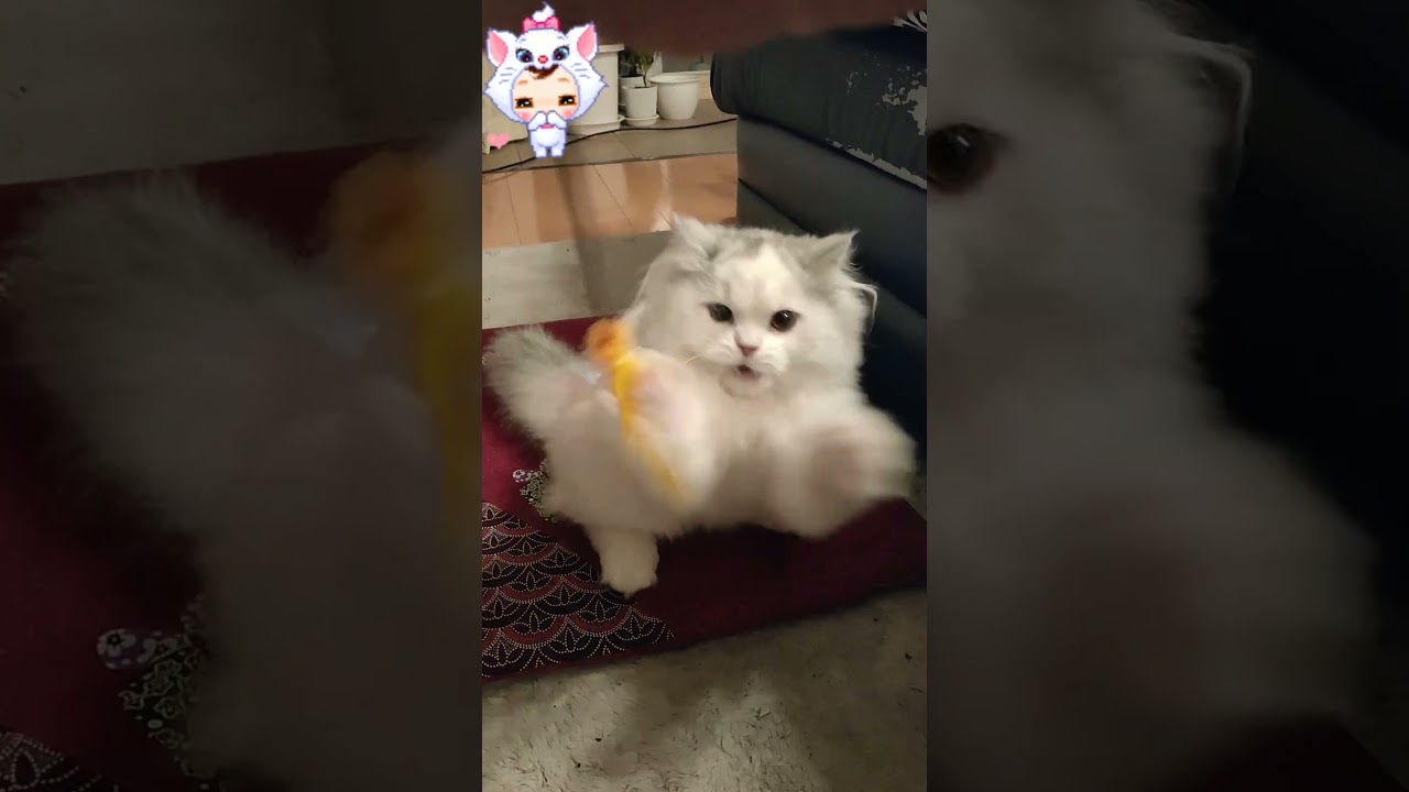 猫じゃらしに本気のスコティッシュフォールドのケリーさん