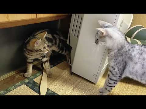 【エジプシャンマウはる】　アメショが来ました　【アメショレオ】