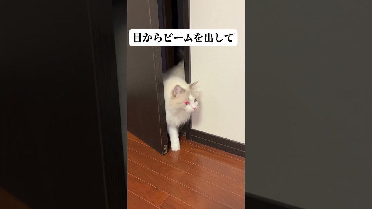 赤いビーム光線を放つ猫#ラグドール #猫 #赤い目