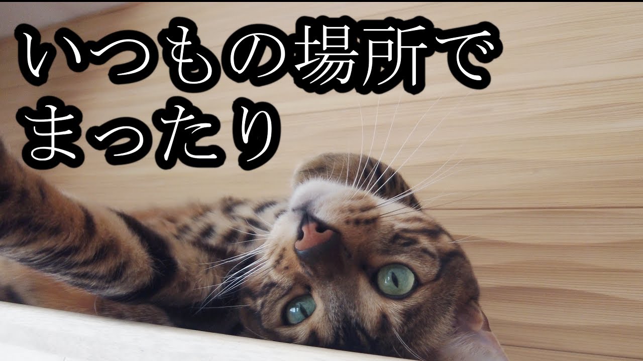 【ベンガル】お気に入りの場所でまったり