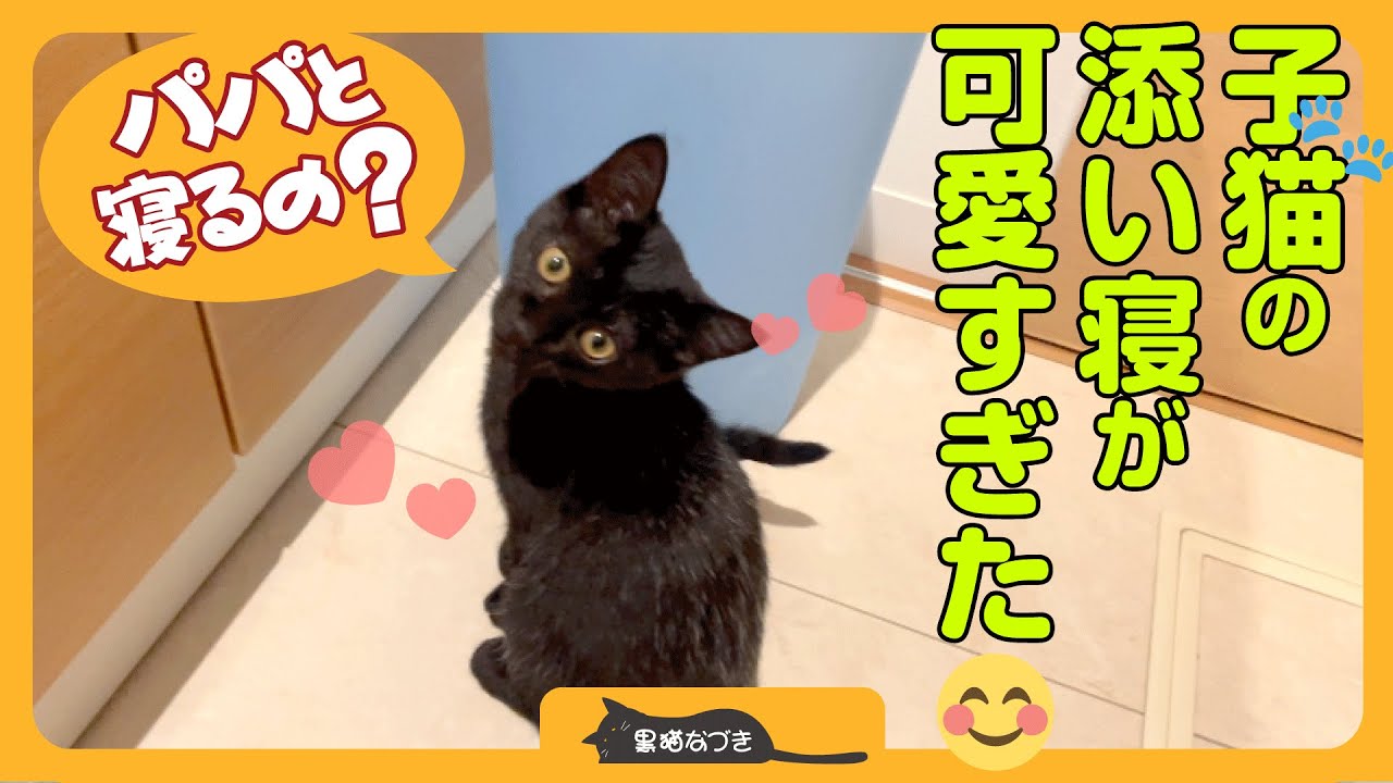 【子猫が添い寝】眠る時に隣に来る子猫がかわいい。パパと初めて寝る夜の出来事。