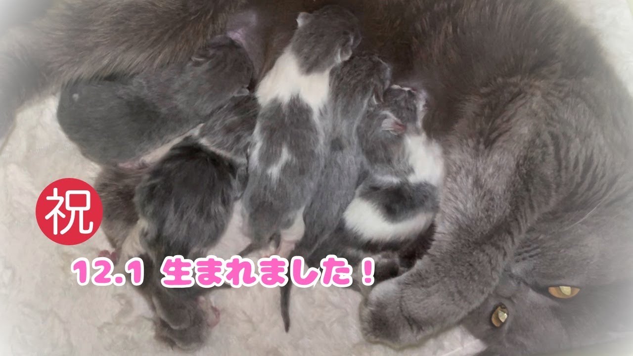 シャルトリューとブリティッシュショートヘアの子猫【生まれました】