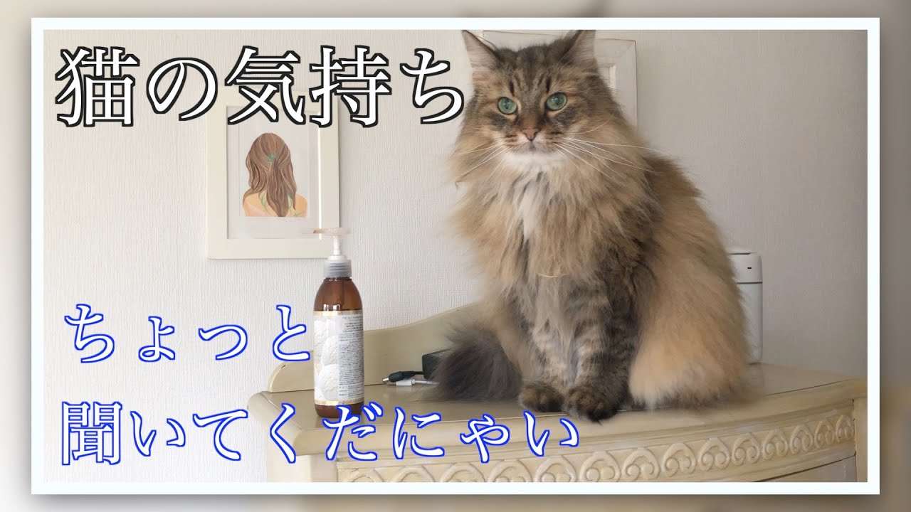 【ノルウェージャンフォレストキャットの猫の気持ち】あのんのちょっと聞いてよ！