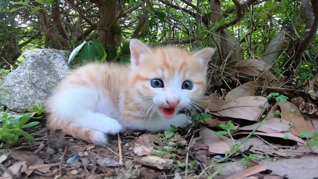 近づくと威嚇する子猫、全然怖くないけど（笑