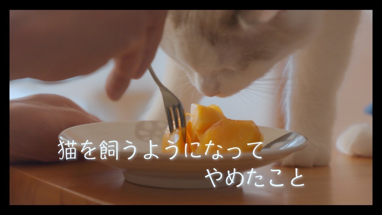 猫を飼うようになってやめたこと　#猫 #ラグドール #ragdollcat