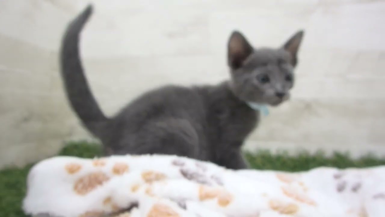 Coo&RIKU　No00656358 ロシアンブルー