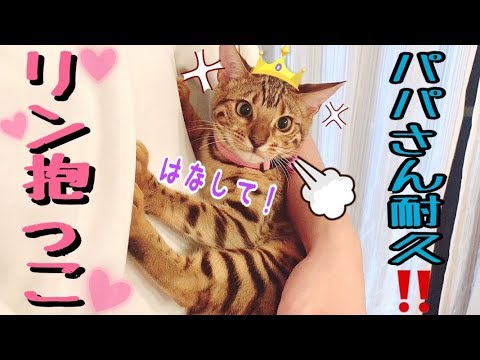 リン抱っこ耐久！パパさんはベンガル猫リンをどれだけ抱っこできるかな？