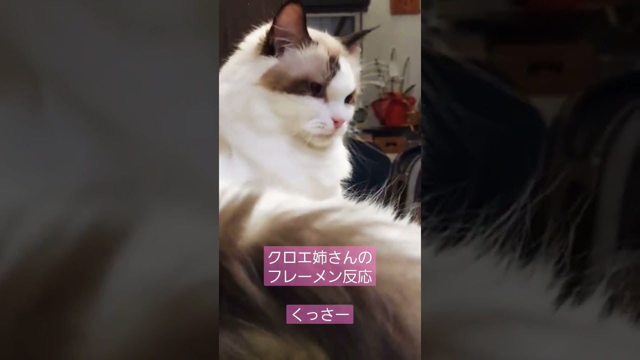 クロエ姉さんのフレーメン反応　#ラグドール #フレーメン反応  #ねこ #cat