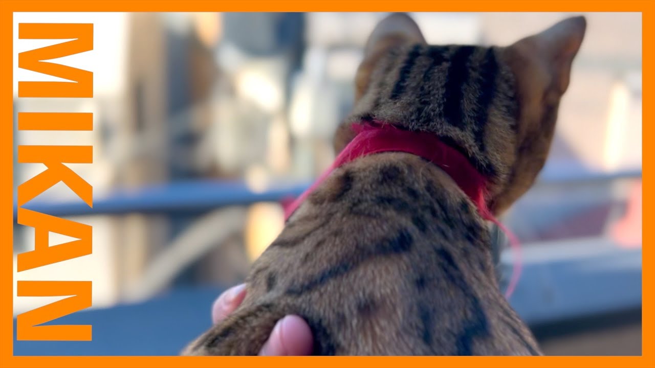 【初めて外に出るベンガル猫🍊】初めて見る光景に興味津々