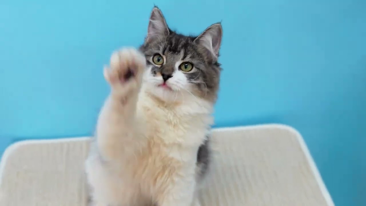 サイベリアン仔猫　西森猫