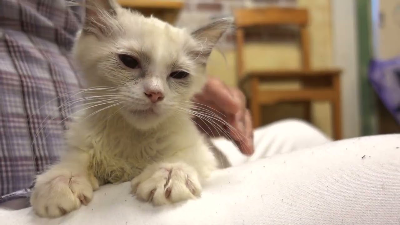 かわいすぎラグドール子猫の思い出！7月 ragdoll kitten