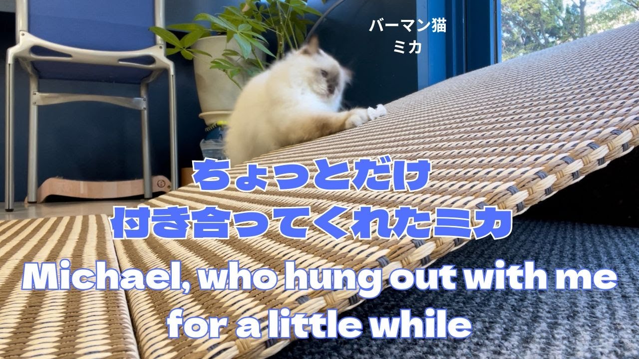 バーマン猫ミカ【ちょっとだけ付き合ってくれたミカ】Michael, who hung out with me for a little while（バーマン猫）Birman/Cat